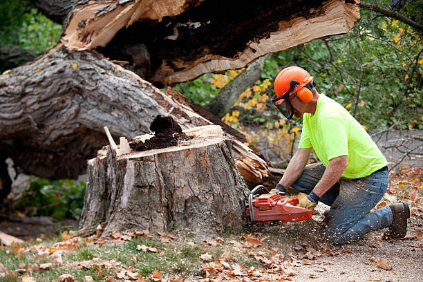 Best Tree Cutting Near Me  in North Alamo, TX